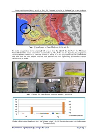 Bioaccumulation of heavy metals in Bass fish (Morone Saxatilis) at Rodoni Cape, in Adriatik sea,
International organization of Scientific Research 30 | P a g e
Figure 1. Sampling site in Cape of Rodon in the Adriatic Sea
The metal concentrations in the examined fish species from the Adriatik Sea fall below the Maximum
Permissible Limit for human consumption recommended by FAO, WHO and EC. Regarding the geographical
variation of metals, there was no consistent increase of metals in all fish species from one site. Furthermore,
some fish from the same species collected from different sites also significantly accumulated different
concentrations of metals.
Figure 2. Sample fish, Bass (Morone saxatilis), laboratory procedures.
Figure 3. Distribution of cadmium (Cd), lead (Pb) and mercury (Hg) in the muscle compare with the European
Community limitit
 