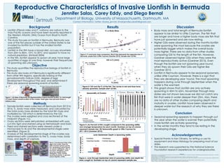 Conclusion
Reproductive Characteristics of Invasive Lionfish in Bermuda
Jennifer Salas, Corey Eddy, and Diego Bernal
Department of Biology, University of Massachusetts, Dartmouth, MA
Contact Information: Twitter: @salas_jenn24, Email:jennifer.salas93@gmail.com
Methods
Results
•  Lionfish (Pterois miles and P. volitans) are native to the
Indo-Pacific oceans and have been recently reported in
the Western Atlantic (WA) Ocean from Brazil to North
Carolina.
•  This study focuses on lionfish in Bermuda. Bermuda was
one of the first places outside of the United States to be
invaded by lionfish but it has the smallest lionfish
population.
•  Lionfish in the WA have a broad diet, occupy anywhere
from 20m to 80m, 10oC to 30oC and appear to have no
natural predators. (Kimball 2004)
•  In the WA, lionfish appear to spawn all year, have large
quantities of eggs at one time, however their frequencies
of spawning are unknown. GSI = 1E-06(TL2.4703)
R² = 0.16758
0
0.5
1
1.5
2
2.5
3
3.5
4
4.5
25 75 125 175 225 275 325 375 425
GSI(%)
TL (mm)
GSI vs TL (mm)
•  Seasonal spawning appears to happen through out
the year when the water is warmer then potentially
more lionfish are actively spawning.
•  In the winter months they tend to be resting in the
developing stage.
Figure 4: GSI and the TL of the fish. The circles in red and blue have
already spawned. Sample size= 62 fish.
Figure 3: TL and body mass comparison. Black line represents the regression line of
Bermuda, purple line is Little Cayman (Gardner 2015). Sample size= 62 fish.
Figure 6: June through September data of spawning ability and depth fish
were caught at. Numbers on top of column represent sample size.
0
5
10
15
20
25
30
35
0m-45m 45m-60m
#ofFishCaptured
Depth
June-September Depth vs Spawning ability
Immature Developing
Spawning Capable Actively Spawning
11
2
14
9
33
Discussion
•  Body mass and total length of Bermuda lionfish
appear to be similar to Little Cayman. The fish that
are longer and have a higher body mass are fish that
have just spawned and are now resting.
•  Higher GSIs were observed during the months lionfish
were spawning the most because the ovaries are
potentially bigger which makes the overall body
mass higher. There are no data from other studies
comparing GSI to the length of the fish. However,
Gardner observed higher GSIs when they were the
most reproductively active (Gardner 2015). Even
though the lionfish are not spawning year round,
when they do spawn their GSIs are higher like
Gardner 2015.
•  Lionfish in Bermuda appear to be seasonal spawners,
unlike Little Cayman. However, there is a sign that
they are developing year ‘round. The most spawning
happens during June through September when the
water is the warmest.
•  This graph shows that Lionfish are only actively
spawning in 45m to 65m. November through May
dates are not shown because we did not catch any
fish that were in water deeper then 25m. Also, there
are no data of other studies comparing depth and
maturity in ovaries. Lionfish have been observed in
deeper water but the research of why they are there
is unknown.
Figure 2: Development stage of the
eggs in the ovaries. These are
either immature (primary growth,
PG), developing (cortical alveoli,
CA, primary vitellogenic, VTG1 or
secondary vitellogenic, VTG2),
spawning capable (tertiary
vitellogenic, VTG3), actively
spawning (hydration, H, germinal
vesicle migration, GVM).
Acknowledgements
•  Special thanks to Ken Oliveira, for letting us use his
equipment and Mass Histology for preparing most of our
slides.
•  This research was supported by the National Science
Foundation research experiences for undergraduates.
Objective
Background
•  This study quantifies the reproductive biology of lionfish in
Bermuda.
•  This study also looks at if Bermuda is significantly different
from other WA regions, specifically looking at the
gonadosomatic indices (GSI), degree of egg
development throughout the year, and determined if
there are seasonal spawning events of lionfish.
•  Female lionfish were collected off Bermuda from 2013 to
2016, TL, body mass were measured, and calculated by
the total ovary mass divided by the total fish mass and
multiplied by 100 which is determined by the GSI.
•  The ovaries were weighed and cross sectioned at the
midpoint (Figure 1C).
•  Ovary sections were dehydrated, embedded with wax,
cut into 5ųm and stained using as Hematoxylin and Eosin.
•  Fixed and stained sections were viewed under a
microscope to 4x and the developmental stages were
identified. (Figure 2)
•  Analysis of the developmental stage of the ovaries was
determined with correlation to the TL, ovary mass, body
mass, and depth of capture.
2
Figure 1: (A) Map of Bermuda (B) Representative mature female lionfish, TL= total length
(C) insert shows overall location of the ovaries. Insert grey area pictured shows a
mature ovary.
B C
Blue line: Where ovaries are sectioned.
	
  
	
  
	
  
Developing Actively
Spawning
Immature Spawning
Capable
Slide with cross
sectioned ovary. Darling, Emily S., et al. "Indo-Pacific lionfish are larger and more abundant on invaded reefs: a comparison of Kenyan and Bahamian lionfish populations." Biol Invasions, 17 May 2011.
Eddy, Corey, et al. Unpublished data.
Gardner, Patrick G., et al. "Reproductive Biology of Invasive Lionfish (Pterois spp.)." Frontiers in Marine Science, 30 Jan. 2015.
Kimball, Matthew E., et al. "Thermal tolerance and potential distribution of invasive lionfish (Pterois volitans/miles complex) on the east coast of the United States." MARINE ECOLOGY
PROGRESS SERIES, PDF ed., Nov. 2004.
Morris, James A., Jr., et al. "Oogenesis and spawn formation in the invasive lionfish, Pterois miles and Pterois volitans." Scientia Marina, Mar. 2011.
Paisano. "Lionfish." Caribe Sunset, www.caribesunset.com/news/LionFish.jpg. Accessed 8 Aug. 2016.
Figure 5: (A) Percent of fish caught compared to the spawning ability
and average temperature for each month. Numbers on top of column
represent sample size. (B) Seasonality graph in Little Cayman for
2011-2012 (Gardner 2015).
0
5
10
15
20
25
30
35
0
20
40
60
80
100
120
Temperatures(C)
PercentFishCaught
Month
Seasonality of Ovaries
Immature Developing
Spawning Capable Actively Spawning
Average Temperature
1 11
6
4
8 2
GSI = 3E-5(TL2.47 )
R² = 0.5812
GSI=3E-5(TL3.24)
=Immature
=Developing
=Mature ovaries
= Little Cayman
0
200
400
600
800
1000
1200
1400
1600
25 75 125 175 225 275 325 375 425
BodyMass(g)
TL (mm)
TL vs Body Mass
A B
A
0.5mm
0.2mm
0.5mm
0.3mm
References
TL
1
22
4 1 1
11
5
1
1
50
4
19
1
7
3
13
5.0 g
 