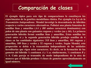 Comparación de clases
33
El ejemplo típico para este tipo de comparaciones lo constituyen los
experimentos de la genética mendeliana clásica. Por ejemplo La Ley de la
Transmisión Independiente. Mendel investigó la descendencia de híbridos
respecto a varios caracteres alternativos. Polinizó una planta femenina de
semillas lisas y amarillas (AA y BB ambos caracteres dominantes) con
polen de una planta con guisantes rugosos y verdes (aa y bb). La primera
generación híbrida formó semillas lisas y amarillas. Estas semillas los
cruzó entre sí y la segunda generación híbrida produjo semillas de 4
clases en las cantidades siguientes: 315 lisas y amarillas, 101 rugosas y
amarillas, 109 lisas y verdes y 32 rugosas y verdes. Según Mendel, esta
proporción se debía a la transmisión independiente de las unidades
hereditarias que rigen estos caracteres. Es decir, en la formación de los
gametos del híbrido ½ contienen A y ½ a; similarmente, ½ contienen B y
½ b. Cada pareja se transmite de modo independiente de la otra de
manera que el híbrido produce 4 clases de gametos aproximadamente en
igual número.
 