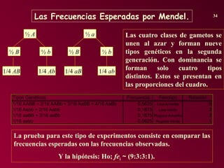 Las Frecuencias Esperadas por Mendel. 34
Las cuatro clases de gametos se
unen al azar y forman nueve
tipos genéticos en la segunda
generación. Con dominancia se
forman solo cuatro tipos
distintos. Estos se presentan en
las proporciones del cuadro.
½ A
½ B ½ b
1/4 AB 1/4 Ab
½ a
½ B ½ b
1/4 aB 1/4 ab
Tipos Genéticos Frecuencia Fenotipo Relación
1/16 AABB + 2/16 AABb + 2/16 AaBB + 4/16 AaBb 0,5625 Lisa-Amarilla 9
1/16 Aabb + 2/16 Aabb 0,1875 Lisa-Verde 3
1/16 aaBB + 2/16 aaBb 0,1875 Rugosa-Amarilla 3
1/16 aabb 0,0625 Rugosa-Verde 1
La prueba para este tipo de experimentos consiste en comparar las
frecuencias esperadas con las frecuencias observadas.
Y la hipótesis: Ho; fei ~ (9:3:3:1).
 