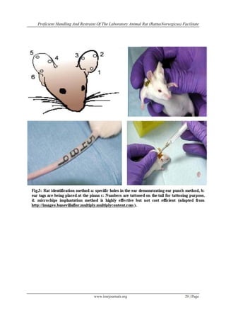 Safe Handling Lab Rats Proficient Handling and Restraint of the Laboratory Animal Rat (Rattus ...