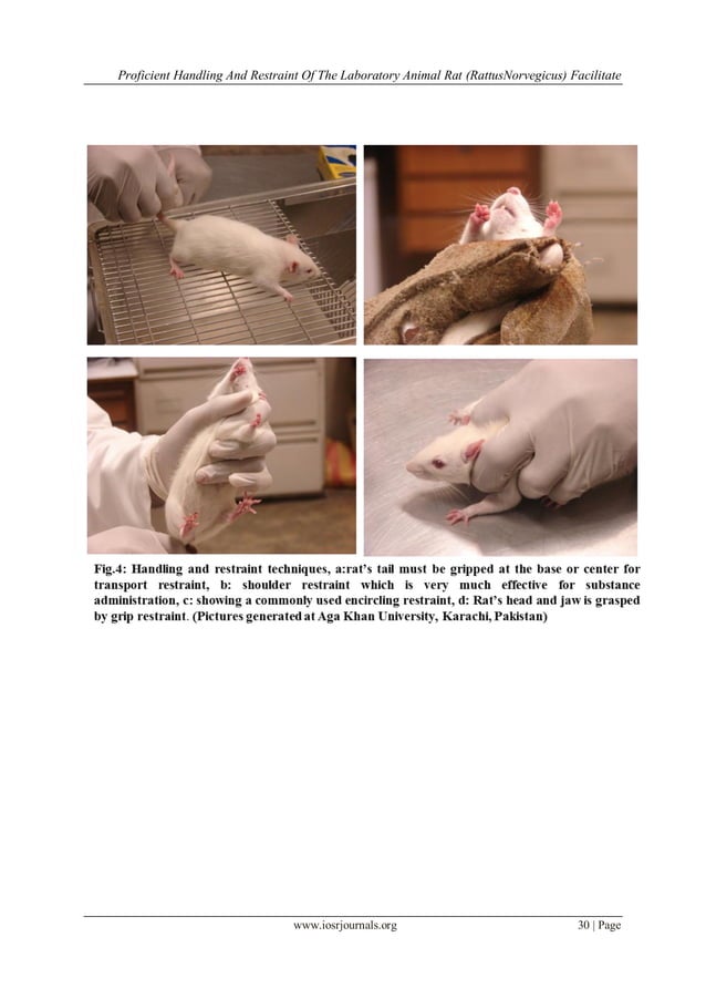 Proficient Handling and Restraint of the Laboratory Animal Rat (Rattus