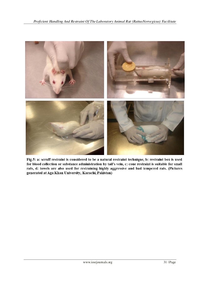 Proficient Handling and Restraint of the Laboratory Animal Rat (Rattu…