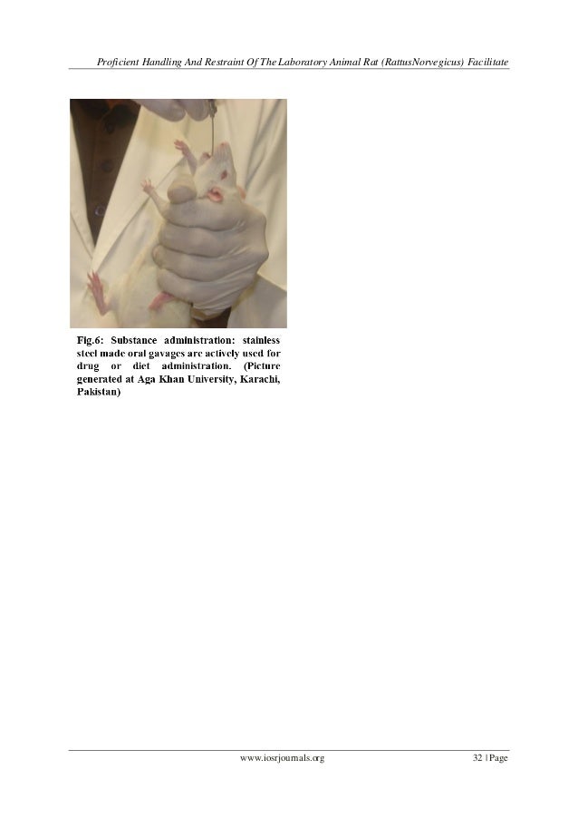 Proficient Handling and Restraint of the Laboratory Animal Rat (Rattu…