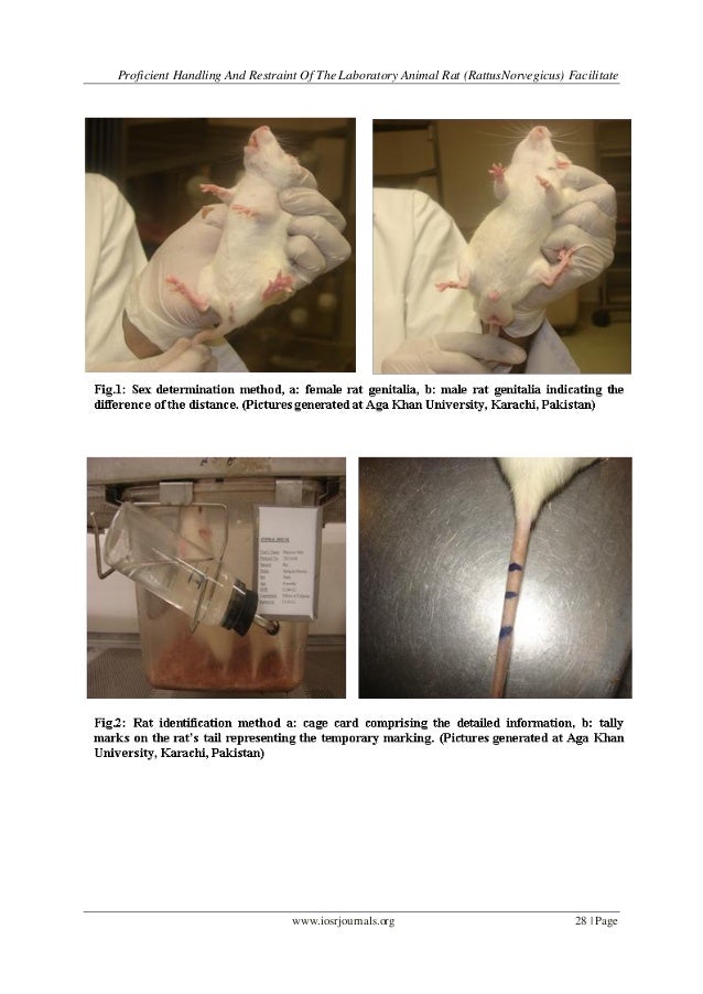 Proficient Handling and Restraint of the Laboratory Animal Rat (Rattu…