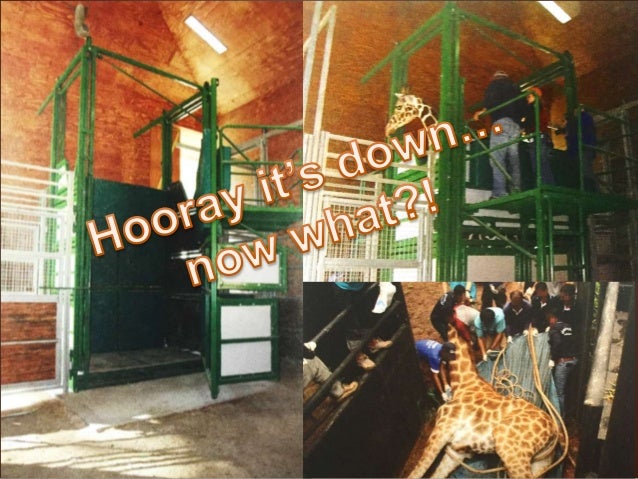 Giraffe Anesthesia PresentationEmily Hall2