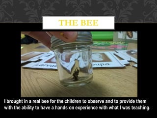 THE BEE
I brought in a real bee for the children to observe and to provide them
with the ability to have a hands on experience with what I was teaching.
 