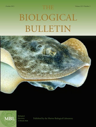 MBL Published by the Marine Biological Laboratory
Biological
Discovery
in Woods Hole
THE
BIOLOGICAL
BULLETIN
October 2013 Volume 225 • Number 2
 