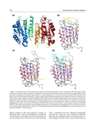 ligand soaking of the apo-caspase-6 crystals, as
described above. The L4 conformation is stabilized
via interactions with loops L2 and L2′ at the base; its
crown extends away from the core of the molecule
and is separated from the adjacent tetrapeptide
molecule by a layer of water molecules, therefore
showing its accessibility from solvent space (Fig. 4).
Interestingly, Cys264, which is part of the L4 loop, is
Fig. 1. Overall structure of the mature apo-caspase-6 at physiological pH and in comparison with other apo-caspase
structures. For clarity, only one p20/p10 subunit is shown for the structure overlays. (a) Cartoon representation of the
tetrameric assembly of the mature apo-caspase-6 at physiological pH, with the two p20/p10 dimers shown in blue and
green, and red and orange, respectively. Loops composing the ligand binding site are largely disordered. (b) Overlay of
the structure of the caspase-6 zymogen (PDB ID: 3NR2) with caspase-6 at physiological pH. In the zymogen structure, the
uncleaved L2 loop (yellow) extends into the ligand binding site. (c) Overlay of the structures of mature apo-caspase-7
(PDB ID: 1K86) and mature apo-caspase-6 at physiological pH. In this ligand-free caspase-7 structure, the L2 loop
(highlighted in yellow for caspase-7) is located at the p10/p10′ interface. (d) Overlay of apo-caspase-6 at pH 4.6 (PDB ID:
2WDP) with mature apo-caspase-6 at physiological pH (gray). Conformational rearrangement at low pH occurs near the
active groove, with residues 61–67 and 126–138 adopting a helical conformation (highlighted in cyan). The figures were
created in PyMOL27
and CCP4mg.28
310 X-ray Structure of Active Caspase-6
 