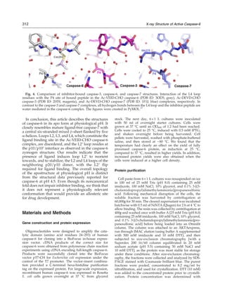 In conclusion, this article describes the structures
of caspase-6 in its apo form at physiological pH. It
closely resembles mature ligand-free caspase-7 with
a central six-stranded mixed β-sheet flanked by five
α-helices. Loops L2, L3, and L4, which constitute the
ligand binding site in the Ac-VEID-CHO caspase-6
complex, are disordered, and the L2′ loop resides at
the p10/p10′ interface as observed in the caspase-6
zymogen structure. Our results indicate that the
presence of ligand induces loop L2′ to reorient
towards, and to stabilize, the L2 and L4 loops of the
neighboring p20/p10 dimer, with the L2′ flip
required for ligand binding. The overall topology
of the apostructure at physiological pH is distinct
from the structural data previously reported for
caspase-6 at pH 4.5. Even though its noncanonical
fold does not impair inhibitor binding, we think that
it does not represent a physiologically relevant
conformation that would provide an allosteric site
for drug development.
Materials and Methods
Gene construction and protein expression
Oligonucleotides were designed to amplify the cata-
lytic domain (amino acid residues 24–293) of human
caspase-6 for cloning into a BioFocus in-house expres-
sion vector. cDNA products of the correct size for
caspase-6 were obtained from polymerase chain reaction
experiments using cDNA encoding full-length caspase-6.
Products were successfully cloned into the BioFocus
vector pT7-CH for Escherichia coli expression under the
control of the T7 promoter. The vector–insert combina-
tion provided a C-terminal hexa-histidine purification
tag on the expressed protein. For large-scale expression,
recombinant human caspase-6 was expressed in Rosetta
E. coli cells grown overnight at 37 °C from glycerol
stock. The next day, 6×1 L cultures were inoculated
with 50 ml of overnight starter cultures. Cells were
grown at 37 °C until an OD600 of 1.2 had been reached.
Cells were cooled to 25 °C, induced with 0.5 mM IPTG,
and shaken overnight before being harvested. Cell
pellets were harvested, washed with phosphate-buffered
saline, and then stored at −80 °C. We found that the
temperature had clearly an effect on the yield of fully
processed caspase-6 protein, as induction at 25 °C,
compared to 37 °C, resulted in higher yields. In addition,
increased protein yields were also obtained when the
cells were induced at a higher cell density.
Protein purification
Cell paste from 6×1 L cultures was resuspended on ice
in 100 ml of 25 mM Tris (pH 8.0) containing 25 mM
imidazole, 100 mM NaCl, 10% glycerol, and 0.1% 3-[(3-
cholamidopropyl)dimethylammonio]propanesulfonic
acid. Following mechanical disruption of the cells, the
soluble fraction was harvested by centrifugation at
60,000g for 30 min. The cleared supernatant was incubated
batchwise with 0.5 ml of NiNTA (Qiagen) for 2 h at 4 °C to
allow binding. The resin was collected by centrifugation at
400g and washed once with buffer A [25 mM Tris (pH 8.0)
containing 25 mM imidazole, 100 mM NaCl, 10% glycerol,
and 0.1% 3-[(3-cholamidopropyl)dimethylammonio]pro-
panesulfonic acid] before being loaded into an Omnifit
column. The column was attached to an ÄKTAexpress,
run through IMAC elution (using buffer A supplemented
with 500 mM imidazole and 10 mM DTT), and then
subjected to size-exclusion chromatography [with a
Superdex 200 16/60 column equilibrated in 20 mM
sodium acetate (pH 5.5) containing 50 mM NaCl and
10 mM DTT], as the protein was most stable for storage
under these conditions. After size-exclusion chromatog-
raphy, the fractions were collected and analyzed by SDS-
PAGE stained with Coomassie brilliant blue. The purest
fractions were pooled, concentrated to 8.2 mg/ml by
ultrafiltration, and used for crystallization. DTT (10 mM)
was added to the concentrated protein prior to crystalli-
zation. Protein concentration was determined with
Fig. 4. Comparison of inhibitor-bound caspase-3, caspase-6, and caspase-7 structures. Interaction of the L4 loop
residues with the P4 site of bound peptide in the Ac-VEID-CHO caspase-6 (PDB ID: 3OD5; gray), Ac-DEVD-CHO
caspase-3 (PDB ID: 2H5I; magenta), and Ac-DEVD-CHO caspase-7 (PDB ID: 1F1J; blue) complexes, respectively. In
contrast to the caspase-3 and caspase-7 complexes, all hydrogen bonds between the L4 loop and the inhibitor peptide are
water mediated in the caspase-6 complex. The figures were created in PyMOL.27
312 X-ray Structure of Active Caspase-6
 
