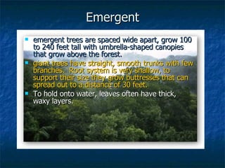 Tropical Rainforest | PPT