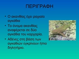 ΠΕΡΙΓΡΑΦΗ 
• O ακανθίας έχει ραχιαία 
αγκάθια 
• Το όνομα ακανθίας 
αναφέρεται σε δύο 
αγκάθια του καρχαρία. 
• Αδένες στη βάση των 
αγκαθιών εγκρίνουν ήπιο 
δηλητήριο. 
 