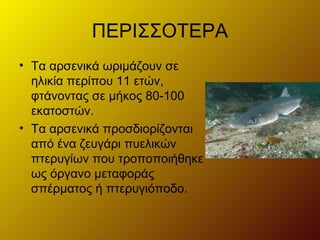 ΠΕΡΙΣΣΟΤΕΡΑ 
• Τα αρσενικά ωριμάζουν σε 
ηλικία περίπου 11 ετών, 
φτάνοντας σε μήκος 80-100 
εκατοστών. 
• Τα αρσενικά προσδιορίζονται 
από ένα ζευγάρι πυελικών 
πτερυγίων που τροποποιήθηκε 
ως όργανο μεταφοράς 
σπέρματος ή πτερυγιόποδο. 
 