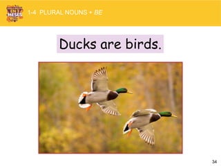 34
Ducks are birds.
1-4 PLURAL NOUNS + BE
 