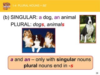 36
PLURAL: dogs, animals
(b) SINGULAR: a dog, an animal
a and an – only with singular nouns
plural nouns end in -s
1-4 PLURAL NOUNS + BE
 