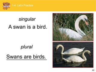 42
A swan is a bird.
singular
plural
Swans are birds.
1-4 Let’s Practice
 
