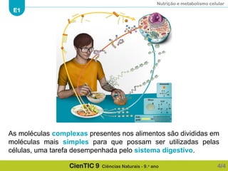 Nutrição e metabolismo celular
E1
CienTIC 9 Ciências Naturais - 9.o
ano 4/4
As moléculas complexas presentes nos alimentos são divididas em
moléculas mais simples para que possam ser utilizadas pelas
células, uma tarefa desempenhada pelo sistema digestivo.
 