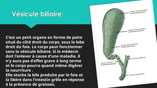 Vésicule biliaire:
C'est un petit organe en forme de poire
situé du côté droit du corps, sous le lobe
droit du foie. Le corps peut fonctionner
sans la vésicule biliaire. Si le médecin
doit l'enlever à cause d'une maladie, il
n'y aura pas d'effet grave à long terme
et le corps pourra quand même digérer
la nourriture .
Elle stocke la bile produite par le foie et
la libère dans l'intestin grêle en réponse
à la présence de graisses.
 