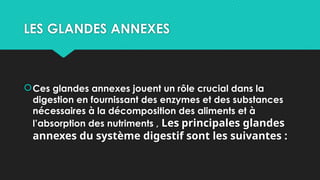 LES GLANDES ANNEXES
Ces glandes annexes jouent un rôle crucial dans la
digestion en fournissant des enzymes et des substances
nécessaires à la décomposition des aliments et à
l’absorption des nutriments , Les principales glandes
annexes du système digestif sont les suivantes :
 