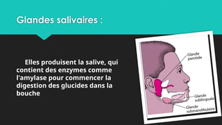 Elles produisent la salive, qui
contient des enzymes comme
l'amylase pour commencer la
digestion des glucides dans la
bouche
Glandes salivaires :
 