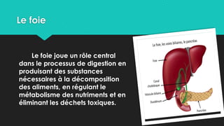 Le foie
Le foie joue un rôle central
dans le processus de digestion en
produisant des substances
nécessaires à la décomposition
des aliments, en régulant le
métabolisme des nutriments et en
éliminant les déchets toxiques.
 