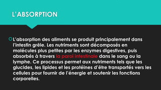 L’ABSORPTION
L’absorption des aliments se produit principalement dans
l’intestin grêle. Les nutriments sont décomposés en
molécules plus petites par les enzymes digestives, puis
absorbés à travers la paroi intestinale dans le sang ou la
lymphe. Ce processus permet aux nutriments tels que les
glucides, les lipides et les protéines d’être transportés vers les
cellules pour fournir de l’énergie et soutenir les fonctions
corporelles.
 