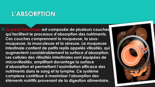L’ABSORPTION
 La paroi intestinale est composée de plusieurs couches
qui facilitent le processus d’absorption des nutriments.
Ces couches comprennent la muqueuse, la sous-
muqueuse, la musculeuse et la séreuse. La muqueuse
intestinale contient de petits replis appelés villosités, qui
augmentent considérablement la surface d’absorption.
Les cellules des villosités intestinales sont équipées de
microvillosités, amplifiant davantage la surface
d’absorption et permettant l’assimilation efficace des
nutriments dans le sang et la lymphe. Ce système
complexe contribue à maximiser l’absorption des
éléments nutritifs provenant de la digestion alimentaire.
 