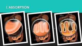 L’ABSORPTION
→ →
 