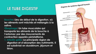 LE TUBE DIGESTIF
Bouche: Lieu de début de la digestion, où
les aliments sont mâchés et mélangés à la
salive.
Œsophage: Un tube musculaire qui
transporte les aliments de la bouche à
l’estomac par des mouvements de
contraction appelés péristaltisme.
1. Intestin grêle: La principale région de
digestion et d’absorption des nutriments. Il
est subdivisé en duodénum, jéjunum et
iléon.
 