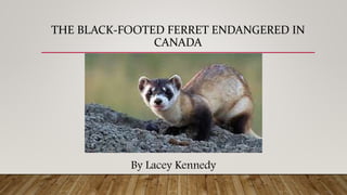 THE BLACK-FOOTED FERRET ENDANGERED IN
CANADA
By Lacey Kennedy
 