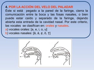 4. POR LA ACCIÓN DEL VELO DEL PALADAR
Éste si está pegado a la pared de la faringe, cierra la
comunicación entre la boca y las fosas nasales, o bien
puede estar caído y separado de la faringe, dejando
abierta esta entrada de la cavidad nasal. Por este criterio,
las vocales se clasifican en: orales y nasales.
a) vocales orales: [a, e, i, o, u]
b) vocales nasales: [ã, å, ¢, õ, †]
 
