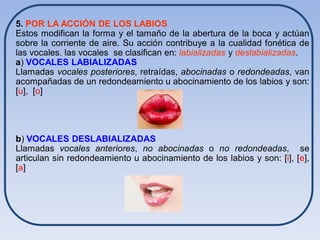 5. POR LA ACCIÓN DE LOS LABIOS
Estos modifican la forma y el tamaño de la abertura de la boca y actúan
sobre la corriente de aire. Su acción contribuye a la cualidad fonética de
las vocales. las vocales se clasifican en: labializadas y deslabializadas.
a) VOCALES LABIALIZADAS
Llamadas vocales posteriores, retraídas, abocinadas o redondeadas, van
acompañadas de un redondeamiento u abocinamiento de los labios y son:
[u], [o]




b) VOCALES DESLABIALIZADAS
Llamadas vocales anteriores, no abocinadas o no redondeadas, se
articulan sin redondeamiento u abocinamiento de los labios y son: [i], [e],
[a]
 