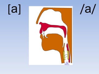 [a]   /a/
 