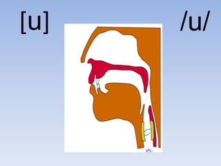 [u]   /u/
 