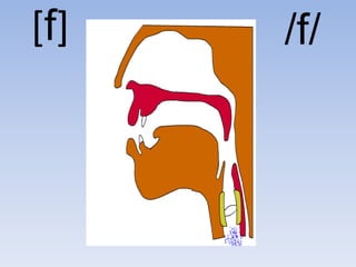 [f]   /f/
 
