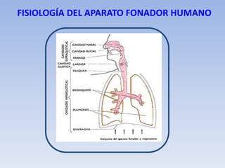 FISIOLOGÍA DEL APARATO FONADOR HUMANO
 