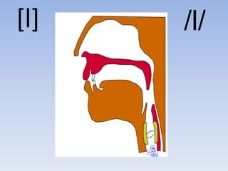 [l]   /l/
 