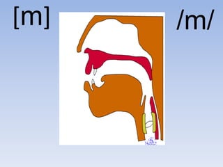 [m]   /m/
 