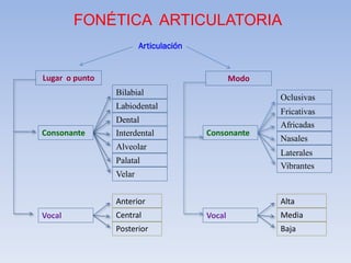 FONÉTICA ARTICULATORIA
                        Articulación


Lugar o punto                                  Modo
                Bilabial
                                                      Oclusivas
                Labiodental
                                                      Fricativas
                Dental
                                                      Africadas
Consonante      Interdental            Consonante
                                                      Nasales
                Alveolar
                                                      Laterales
                Palatal
                                                      Vibrantes
                Velar


                Anterior                              Alta
Vocal           Central                Vocal          Media
                Posterior                             Baja
 