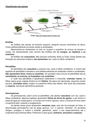 29
Classificação das plantas
Fonte: https://br.images.search.yahoo.com.
Briófitas
As briófitas são plantas de tamanho pequeno, atingindo poucos centímetros de altura.
Vivem preferencialmente em locais úmidos e sombreados.
Desenvolvem-se diretamente no solo ou ocupam a superfície de troncos de árvores e
rochas. Os representantes mais comuns das briófitas são os musgos, as hepáticas e os
antóceros.
As briófitas são avasculares. Não possuem sementes, flores ou frutos. Essas plantas são
formadas por estruturas simples e não apresentam raiz, caule ou folhas verdadeiros.
Pteridófitas
As pteridófitas são vasculares e possuem raiz, caule e folhas verdadeiros. A maioria das
espécies de pteridófitas é terrestre e vive preferencialmente em ambientes úmidos e sombreados.
Não apresentam flores, frutos ou sementes. Os exemplos mais comuns de pteridófitas são as
samambaias, as avencas, os licopódios e as cavalinhas.
O caule das pteridófitas é geralmente subterrâneo e horizontal, chamado rizoma. As
folhas desse grupo vegetal dividem-se em folíolos. Na época da reprodução, pequenos pontos
escuros, chamados soros, surgem na superfície inferior dos folíolos. Nos soros são produzidos
os esporos, estruturas reprodutivas assexuais.
Gimnospermas
As gimnospermas, assim como as pteridófitas, são plantas vasculares com raiz, caule e
folhas verdadeiras. Algumas espécies apresentam folhas em forma de agulha, o que diminui a
perda de água por evaporação e, em locais com inverno rigoroso, reduz o acúmulo de neve sobre
a superfície foliar, evitando o congelamento.
As plantas desse grupo apresentam sementes nuas, pois não há produção de frutos. A
denominação gimnosperma vem do grego gymnos, “nu”, e sperma, “semente”. As sementes
abrigam, protegem e nutrem o embrião, garantindo, assim, o seu desenvolvimento até o
surgimento das primeiras folhas. Pertencem a esse grupo: pinheiros, araucárias e sequoias.
 