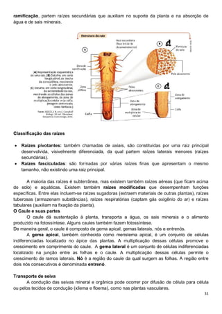 31
ramificação, partem raízes secundárias que auxiliam no suporte da planta e na absorção de
água e de sais minerais.
Classificação das raízes
 Raízes pivotantes: também chamadas de axiais, são constituídas por uma raiz principal
desenvolvida, visivelmente diferenciada, da qual partem raízes laterais menores (raízes
secundárias).
 Raízes fasciculadas: são formadas por várias raízes finas que apresentam o mesmo
tamanho, não existindo uma raiz principal.
A maioria das raízes é subterrânea, mas existem também raízes aéreas (que ficam acima
do solo) e aquáticas. Existem também raízes modificadas que desempenham funções
específicas. Entre elas incluem-se raízes sugadoras (extraem materiais de outras plantas), raízes
tuberosas (armazenam substâncias), raízes respiratórias (captam gás oxigênio do ar) e raízes
tabulares (auxiliam na fixação da planta).
O Caule e suas partes
O caule dá sustentação à planta, transporta a água, os sais minerais e o alimento
produzido na fotossíntese. Alguns caules também fazem fotossíntese.
De maneira geral, o caule é composto de gema apical, gemas laterais, nós e entrenós.
A gema apical, também conhecida como meristema apical, é um conjunto de células
indiferenciadas localizado no ápice das plantas. A multiplicação dessas células promove o
crescimento em comprimento do caule. A gema lateral é um conjunto de células indiferenciadas
localizado na junção entre as folhas e o caule. A multiplicação dessas células permite o
crescimento de ramos laterais. Nó é a região do caule da qual surgem as folhas. A região entre
dois nós consecutivos é denominada entrenó.
Transporte de seiva
A condução das seivas mineral e orgânica pode ocorrer por difusão de célula para célula
ou pelos tecidos de condução (xilema e floema), como nas plantas vasculares.
 