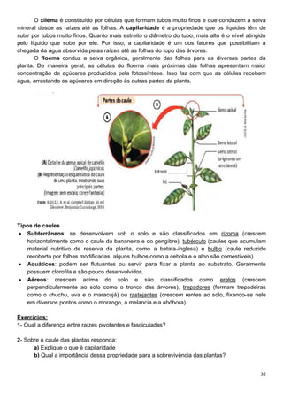32
O xilema é constituído por células que formam tubos muito finos e que conduzem a seiva
mineral desde as raízes até as folhas. A capilaridade é a propriedade que os líquidos têm de
subir por tubos muito finos. Quanto mais estreito o diâmetro do tubo, mais alto é o nível atingido
pelo líquido que sobe por ele. Por isso, a capilaridade é um dos fatores que possibilitam a
chegada da água absorvida pelas raízes até as folhas do topo das árvores.
O floema conduz a seiva orgânica, geralmente das folhas para as diversas partes da
planta. De maneira geral, as células do floema mais próximas das folhas apresentam maior
concentração de açúcares produzidos pela fotossíntese. Isso faz com que as células recebam
água, arrastando os açúcares em direção às outras partes da planta.
Tipos de caules
 Subterrâneos: se desenvolvem sob o solo e são classificados em rizoma (crescem
horizontalmente como o caule da bananeira e do gengibre), tubérculo (caules que acumulam
material nutritivo de reserva da planta, como a batata-inglesa) e bulbo (caule reduzido
recoberto por folhas modificadas, alguns bulbos como a cebola e o alho são comestíveis).
 Aquáticos: podem ser flutuantes ou servir para fixar a planta ao substrato. Geralmente
possuem clorofila e são pouco desenvolvidos.
 Aéreos: crescem acima do solo e são classificados como eretos (crescem
perpendicularmente ao solo como o tronco das árvores), trepadores (formam trepadeiras
como o chuchu, uva e o maracujá) ou rastejantes (crescem rentes ao solo, fixando-se nele
em diversos pontos como o morango, a melancia e a abóbora).
Exercícios:
1- Qual a diferença entre raízes pivotantes e fasciculadas?
2- Sobre o caule das plantas responda:
a) Explique o que é capilaridade
b) Qual a importância dessa propriedade para a sobrevivência das plantas?
 