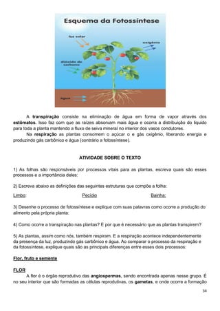 34
A transpiração consiste na eliminação de água em forma de vapor através dos
estômatos. Isso faz com que as raízes absorvam mais água e ocorra a distribuição do liquido
para toda a planta mantendo a fluxo de seiva mineral no interior dos vasos condutores.
Na respiração as plantas consomem o açúcar o e gás oxigênio, liberando energia e
produzindo gás carbônico e água (contrário a fotossíntese).
ATIVIDADE SOBRE O TEXTO
1) As folhas são responsáveis por processos vitais para as plantas, escreva quais são esses
processos e a importância deles:
2) Escreva abaixo as definições das seguintes estruturas que compõe a folha:
Limbo: Pecíolo Bainha:
3) Desenhe o processo de fotossíntese e explique com suas palavras como ocorre a produção do
alimento pela própria planta:
4) Como ocorre a transpiração nas plantas? E por que é necessário que as plantas transpirem?
5) As plantas, assim como nós, também respiram. E a respiração acontece independentemente
da presença da luz, produzindo gás carbônico e água. Ao comparar o processo da respiração e
da fotossíntese, explique quais são as principais diferenças entre esses dois processos:
Flor, fruto e semente
FLOR
A flor é o órgão reprodutivo das angiospermas, sendo encontrada apenas nesse grupo. É
no seu interior que são formadas as células reprodutivas, os gametas, e onde ocorre a formação
 