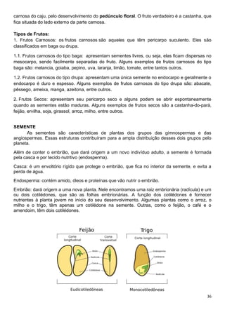 36
carnosa do caju, pelo desenvolvimento do pedúnculo floral. O fruto verdadeiro é a castanha, que
fica situada do lado externo da parte carnosa.
Tipos de Frutos:
1. Frutos Carnosos: os frutos carnosos são aqueles que têm pericarpo suculento. Eles são
classificados em baga ou drupa.
1.1. Frutos carnosos do tipo baga: apresentam sementes livres, ou seja, elas ficam dispersas no
mesocarpo, sendo facilmente separadas do fruto. Alguns exemplos de frutos carnosos do tipo
baga são: melancia, goiaba, pepino, uva, laranja, limão, tomate, entre tantos outros.
1.2. Frutos carnosos do tipo drupa: apresentam uma única semente no endocarpo e geralmente o
endocarpo é duro e espesso. Alguns exemplos de frutos carnosos do tipo drupa são: abacate,
pêssego, ameixa, manga, azeitona, entre outros.
2. Frutos Secos: apresentam seu pericarpo seco e alguns podem se abrir espontaneamente
quando as sementes estão maduras. Alguns exemplos de frutos secos são a castanha-do-pará,
feijão, ervilha, soja, girassol, arroz, milho, entre outros.
SEMENTE
As sementes são características de plantas dos grupos das gimnospermas e das
angiospermas. Essas estruturas contribuíram para a ampla distribuição desses dois grupos pelo
planeta.
Além de conter o embrião, que dará origem a um novo indivíduo adulto, a semente é formada
pela casca e por tecido nutritivo (endosperma).
Casca: é um envoltório rígido que protege o embrião, que fica no interior da semente, e evita a
perda de água.
Endosperma: contém amido, óleos e proteínas que vão nutrir o embrião.
Embrião: dará origem a uma nova planta. Nele encontramos uma raiz embrionária (radícula) e um
ou dois cotilédones, que são as folhas embrionárias. A função dos cotilédones é fornecer
nutrientes à planta jovem no início do seu desenvolvimento. Algumas plantas como o arroz, o
milho e o trigo, têm apenas um cotilédone na semente. Outras, como o feijão, o café e o
amendoim, têm dois cotilédones.
 