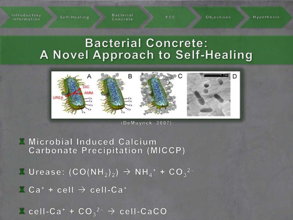 Next Generation SelfHealing ConcreteInfusing Bacteria into Engineer…