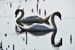 Two Swans crossing