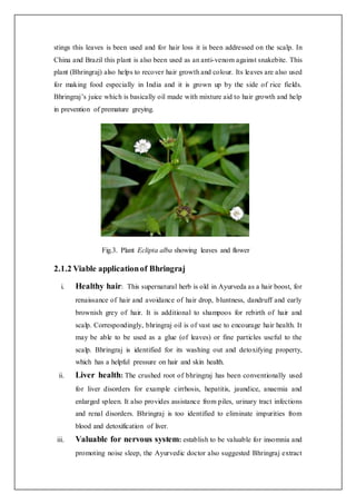 stings this leaves is been used and for hair loss it is been addressed on the scalp. In
China and Brazil this plant is als...