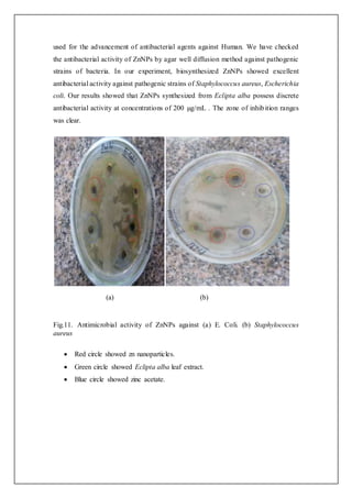 used for the advancement of antibacterial agents against Human. We have checked
the antibacterial activity of ZnNPs by agar well diffusion method against pathogenic
strains of bacteria. In our experiment, biosynthesized ZnNPs showed excellent
antibacterial activity against pathogenic strains of Staphylococcus aureus, Escherichia
coli. Our results showed that ZnNPs synthesized from Eclipta alba possess discrete
antibacterial activity at concentrations of 200 µg/mL . The zone of inhibition ranges
was clear.
(a) (b)
Fig.11. Antimicrobial activity of ZnNPs against (a) E. Coli. (b) Staphylococcus
aureus
 Red circle showed zn nanoparticles.
 Green circle showed Eclipta alba leaf extract.
 Blue circle showed zinc acetate.
 