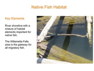 Native Fish Habitat
Key Elements
River shoreline with a
mixture of habitat
elements important for
native fish.
The Willamette Falls
area is the gateway for
all migratory fish.
 