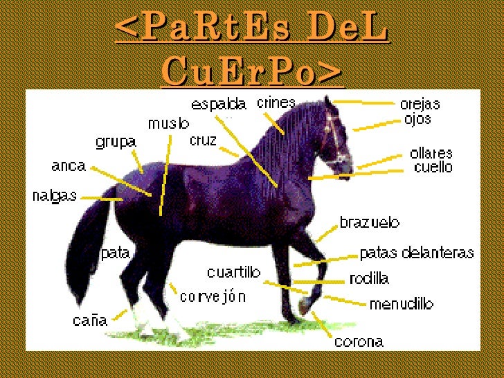 PRESENTACIÓN CABALLOS
